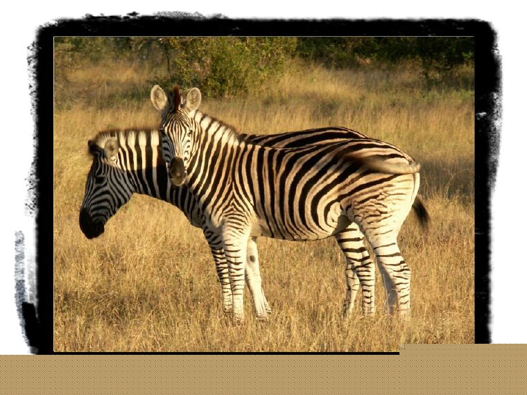 Kopie von PICT0426_zebra.jpg